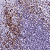 Anti-CD27 antibody produced in rabbit Prestige Antibodies® Powered by Atlas Antibodies, affinity isolated antibody, buffered aqueous glycerol solution