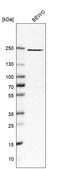 Anti-PEG3 antibody produced in rabbit Prestige Antibodies® Powered by Atlas Antibodies, affinity isolated antibody, buffered aqueous glycerol solution