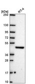 Anti-FICD antibody produced in rabbit Prestige Antibodies® Powered by Atlas Antibodies, affinity isolated antibody