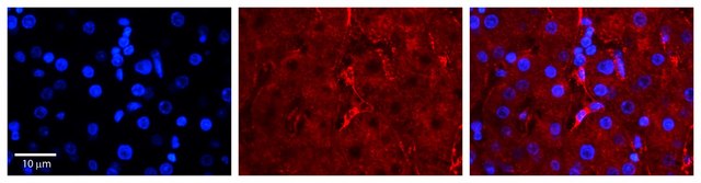 Anti-LBP antibody produced in rabbit affinity isolated antibody