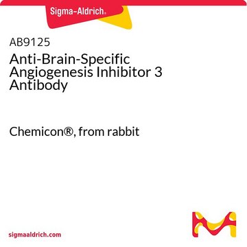 Anti-Brain-Specific Angiogenesis Inhibitor 3 Antibody Chemicon&#174;, from rabbit