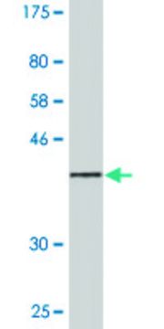 Monoclonal Anti-SDC2 antibody produced in mouse clone 1B2, purified immunoglobulin, buffered aqueous solution