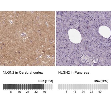 Anti-NLGN2 antibody produced in rabbit Prestige Antibodies&#174; Powered by Atlas Antibodies, affinity isolated antibody, buffered aqueous glycerol solution