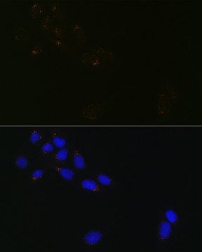 Anti-GRASP65 Antibody, clone 3F2I1, Rabbit Monoclonal