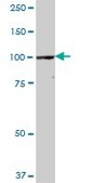 Anti-CPSF2 antibody produced in mouse purified immunoglobulin, buffered aqueous solution