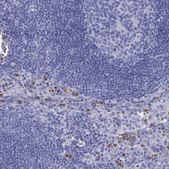 Anti-SLAMF1 Prestige Antibodies® Powered by Atlas Antibodies, affinity isolated antibody