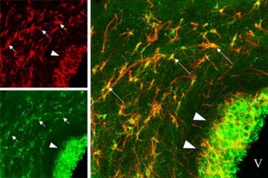 Anti-Nerve Growth Factor Antibody, pro Chemicon&#174;, from rabbit