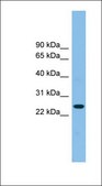 Anti-TSPAN4 antibody produced in rabbit affinity isolated antibody