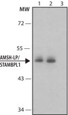 Anti-AMSH-LP/STAMBPL1 antibody produced in rabbit ~1.0 mg/mL, affinity isolated antibody