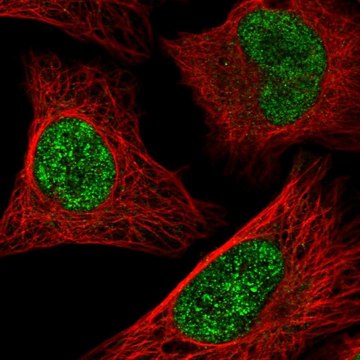 Anti-ATF1 antibody produced in rabbit Prestige Antibodies&#174; Powered by Atlas Antibodies, affinity isolated antibody