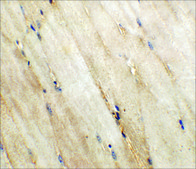Anti-Wnt10a antibody produced in rabbit affinity isolated antibody, buffered aqueous solution
