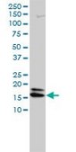 Monoclonal Anti-NME2 antibody produced in mouse clone 4B7-3F12, purified immunoglobulin, buffered aqueous solution