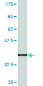 Monoclonal Anti-MYCBP, (C-terminal) antibody produced in mouse clone 1F10, purified immunoglobulin, buffered aqueous solution
