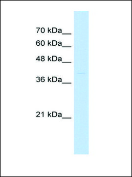 Anti-ST3GAL3 (AB1) antibody produced in rabbit affinity isolated antibody