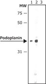 Anti-Podoplanin antibody produced in rabbit ~1 mg/mL, affinity isolated antibody, buffered aqueous solution