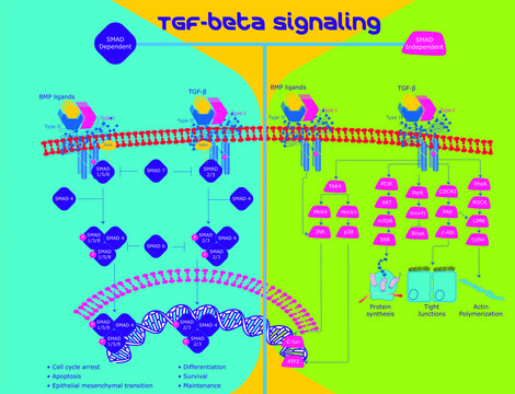 Transforming Growth Factor-&#946;1, human (hTGF-&#946;1) recombinant (CHO cells)