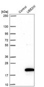 Anti-UBE2W antibody produced in rabbit Prestige Antibodies® Powered by Atlas Antibodies, affinity isolated antibody, buffered aqueous glycerol solution