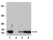 Anti-phospho-Histone H3 (Thr3) Antibody, clone JY325, rabbit monoclonal culture supernatant, clone JY325, Upstate®