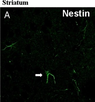 Anti-Nestin Antibody, clone rat-401 clone rat-401, Chemicon&#174;, from mouse