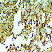 Anti-phospho-Smad3 (pSer213) antibody produced in rabbit affinity isolated antibody