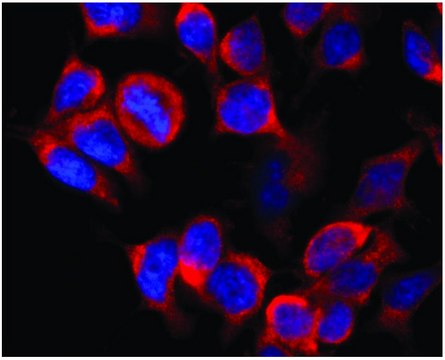 Monoclonal Anti-Kinesin (heavy chain) antibody produced in mouse clone KN-02