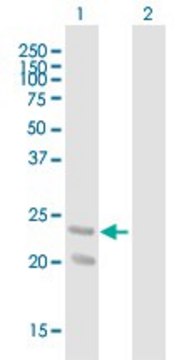 Anti-GDNF antibody produced in mouse purified immunoglobulin, buffered aqueous solution