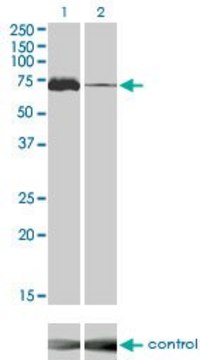 Monoclonal Anti-MAP3K7 antibody produced in mouse clone 2E10, purified immunoglobulin, buffered aqueous solution