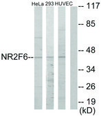 Anti-NR2F6 antibody produced in rabbit affinity isolated antibody