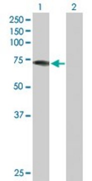 Anti-DDX43 antibody produced in rabbit purified immunoglobulin, buffered aqueous solution