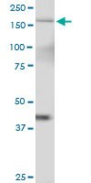 Anti-TTBK2 antibody produced in mouse purified immunoglobulin, buffered aqueous solution