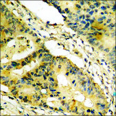 Anti-phospho-p130 Cas (pTyr410) antibody produced in rabbit affinity isolated antibody