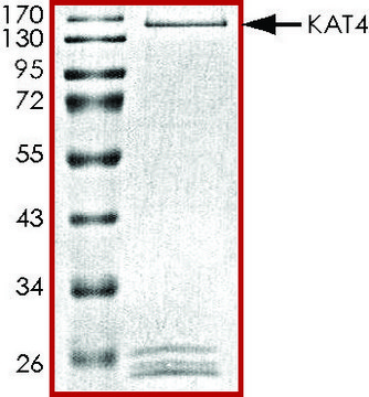 KAT4, GST tagged human recombinant, expressed in baculovirus infected Sf9 cells, &#8805;70% (SDS-PAGE), buffered aqueous glycerol solution