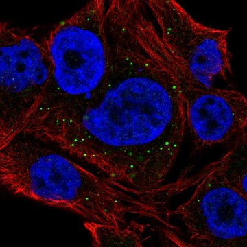 Anti-NEURL2 antibody produced in rabbit Prestige Antibodies&#174; Powered by Atlas Antibodies, affinity isolated antibody