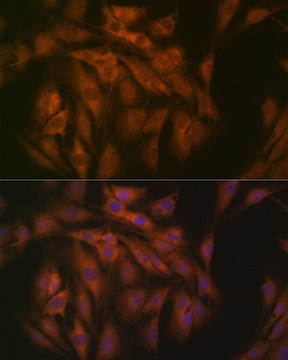 Anti-eIF3B Antibody, clone 4T9V1, Rabbit Monoclonal