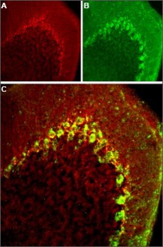 Anti-Calcium Channel CaV3.2 (&#945;1H) antibody produced in rabbit affinity isolated antibody, lyophilized powder