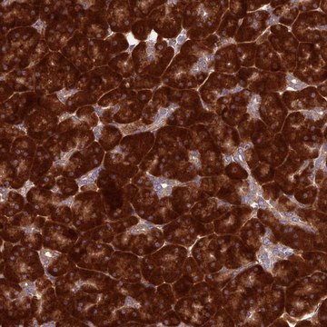 Anti-RPL17 antibody produced in rabbit Prestige Antibodies&#174; Powered by Atlas Antibodies, affinity isolated antibody, buffered aqueous glycerol solution