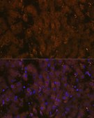Anti-MSP/MST1 antibody produced in rabbit
