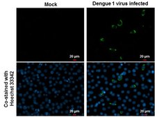 Anti-NS1 antibody produced in rabbit affinity isolated antibody, buffered aqueous solution