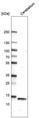 Monoclonal Anti-PVALB antibody produced in mouse Prestige Antibodies® Powered by Atlas Antibodies, clone CL15070, purified antibody (Protein A)