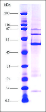 LRH-1 human recombinant, expressed in insect cells, &#8805;70% (SDS-PAGE)