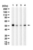 Anti-TRF4-2/PAPD5 Antibody, clone 3D8 ZooMAb® Rabbit Monoclonal recombinant, expressed in HEK 293 cells