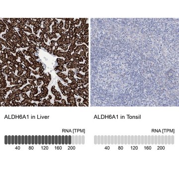 Anti-ALDH6A1 antibody produced in rabbit Prestige Antibodies&#174; Powered by Atlas Antibodies, affinity isolated antibody, buffered aqueous glycerol solution, ab4