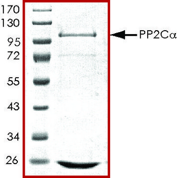 PP2C-&#945;, active, GST tagged human recombinant, expressed in baculovirus infected Sf9 cells, &#8805;70% (SDS-PAGE), buffered aqueous glycerol solution