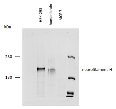 Monoclonal Anti-Neurofilament H, purified produced in mouse