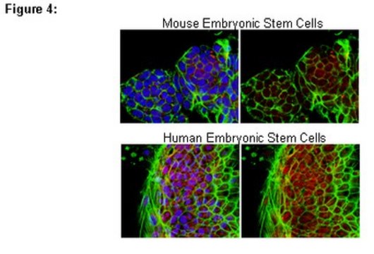 RIPAb+ PUM2 Antibody from rabbit, purified by affinity chromatography