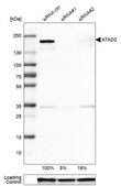 Monoclonal Anti-ATAD2 antibody produced in mouse Prestige Antibodies® Powered by Atlas Antibodies, clone CL0182, purified immunoglobulin, buffered aqueous glycerol solution