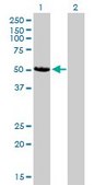 Monoclonal Anti-CAMK2D antibody produced in mouse clone 1A8, purified immunoglobulin, buffered aqueous solution