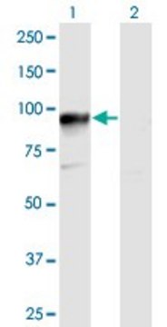 Anti-HOOK3 antibody produced in mouse purified immunoglobulin, buffered aqueous solution