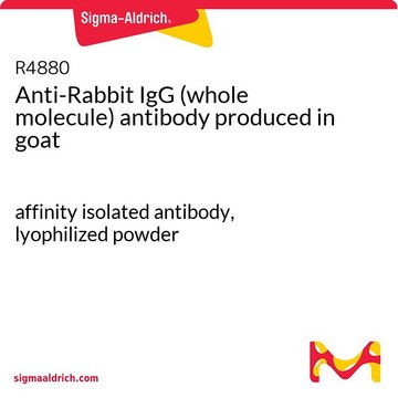 抗-兔免疫球蛋白G（全分子） 山羊抗 affinity isolated antibody, lyophilized powder