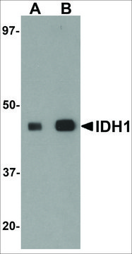 Anti-IDH1 antibody produced in rabbit affinity isolated antibody, buffered aqueous solution